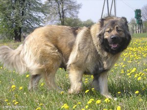 Среднеазиатский волкодав