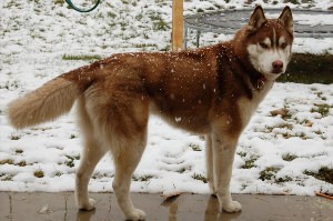 Хаски коричневые