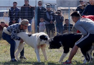 Киргизский алабай