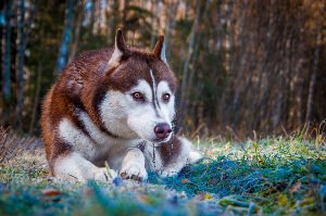 Хаски рыжего окраса