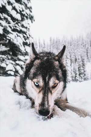 Хаски агути