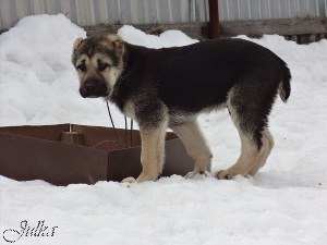 Смесь овчарки и алабая