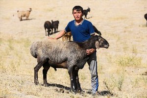 Бараны гиссарской породы