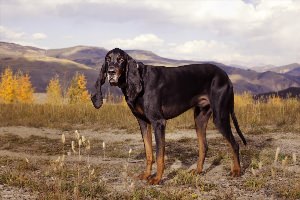 Высокая собака с длинными ушами