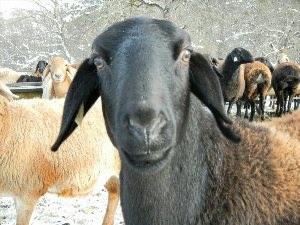 Самый большой Гиссарский баран